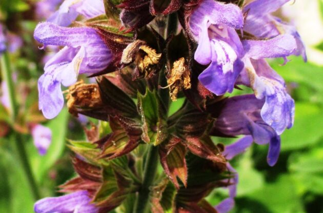 SALVIA OFFICINALIS P1 BIO