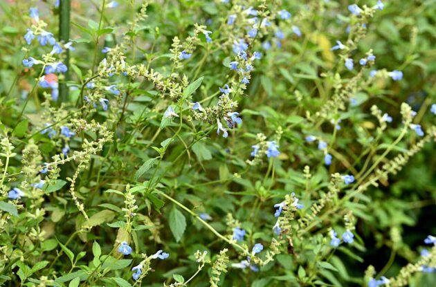 SALVIA ULIGINOSA P1 BIO