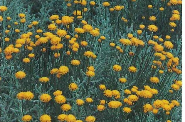 SANTOLINA CHAMAECYPARISSUS P3 BIO