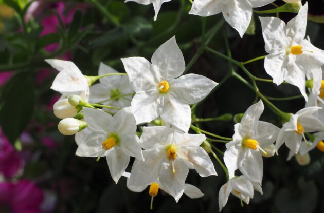 SOLANUM JASMINOIDES P3 BIO