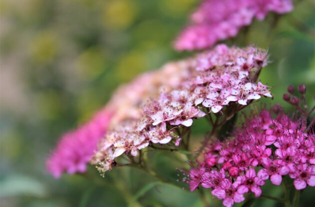 SPIRAEA ANTHONY WATERER P3 BIO