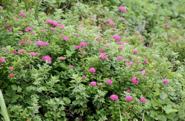 SPIRAEA SHIROBANA P3 BIO