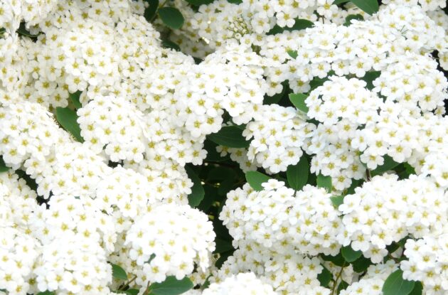 SPIRAEA X VANHOUTTEI P3 BIO