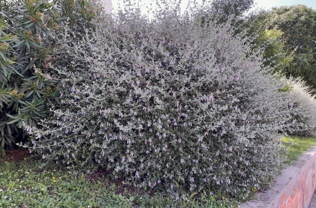 TEUCRIUM FRUTICANS P3 BIO