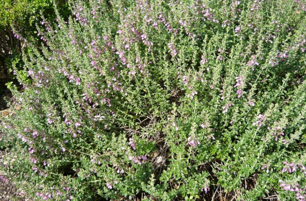 TEUCRIUM LUCIDRYS P3 BIO