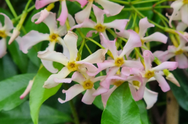 TRACHELOPERNUM JASMINOIDES ROSES P3 BIO