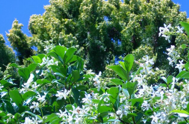 TRACHELOSPERNUM JASMINOIDES P3 BIO