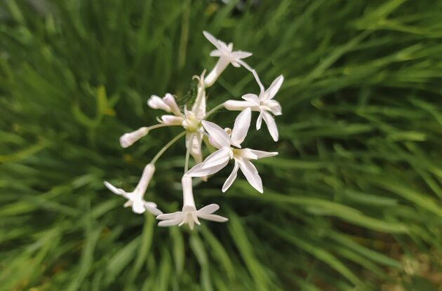 TULBAGHIA VIOLACEA ALBA BLANC P3 BIO