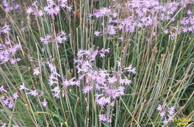 TULBAGHIA VIOLACEA MAUVE P3 BIO