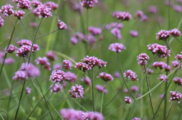 VERBENA BONARIENSIS P1 BIO