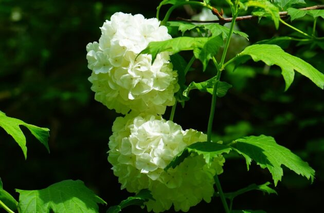 VIBURNUM OPULUS ROSEUM 40/60 P3 BIO