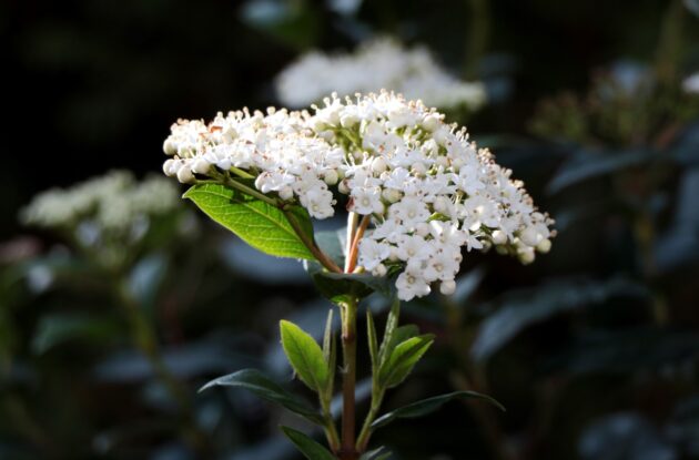 VIBURNUM TINUS P3 BIO
