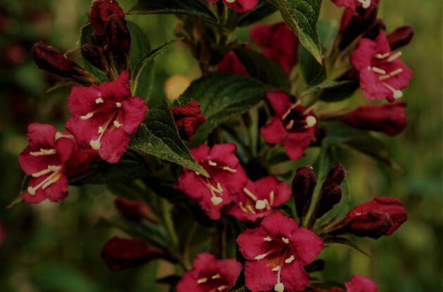 WEIGELIA FLORIDA BRISTOL RUBY ROUGE P3 BIO