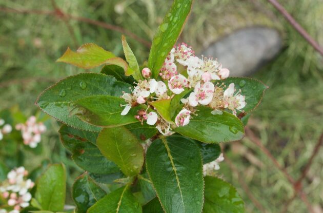 ARONIA PRUNIFOLIA VIKING P3 BIO