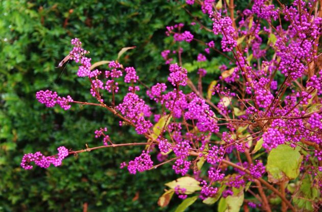 CALLICARPA BODINIERI VAR.GIRALDII PROFUSION P3 BIO
