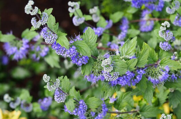 CARYOPTERIS HEAVENLY BLUE P3 BIO