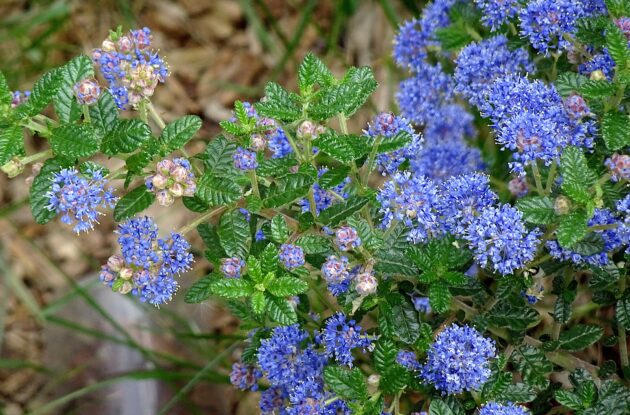 CEANOTHUS ARBOREUS SKYLARK P3 BIO
