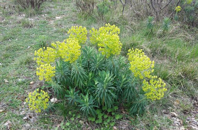 EUPHORBIA CHARACIAS WULFENII P1 BIO