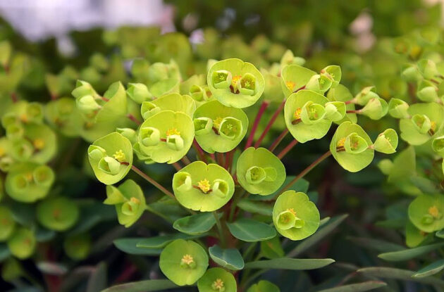 EUPHORBIA HYBRIDA MINERS MERLOT P1 BIO