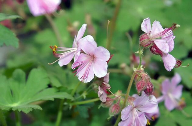 GERANIUM INGWERSEN P1 BIO