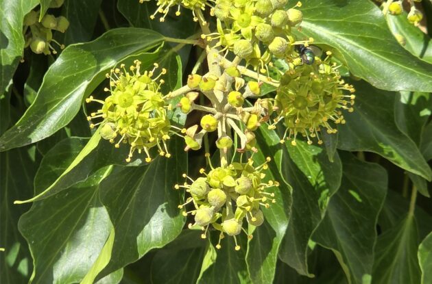 HEDERA COLCHICA P1 BIO