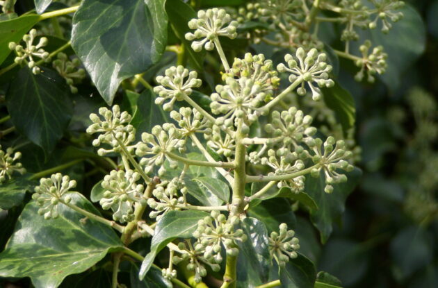 HEDERA HIBERNICA P1 BIO