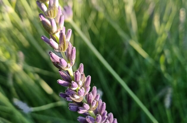 LAVANDULA DUTCH P1 BIO