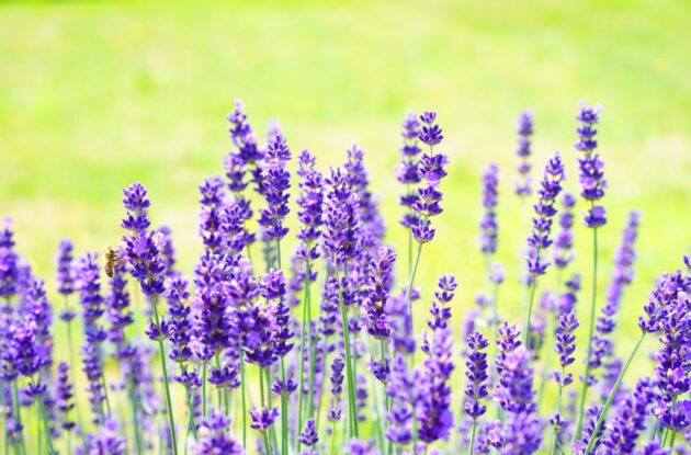 LAVANDULA SENSATIONAL P1 BIO