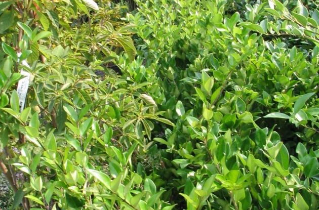 LIGUSTRUM LUCIDUM GREEN SCREEN BOKRASCREEN P3 BIO