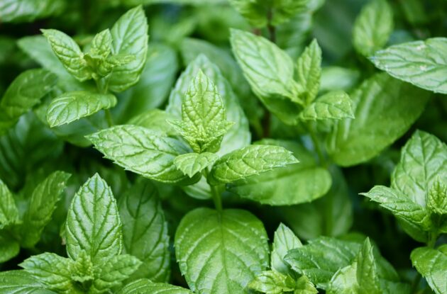 MENTHA SPICATA FORTE IN VITRO F2 P1 BIO