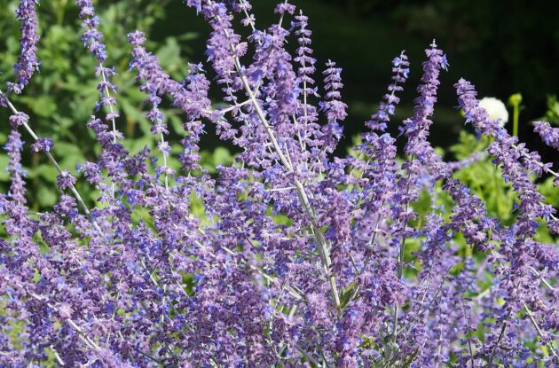 PEROVSKIA BLUE SPIRE P1 BIO