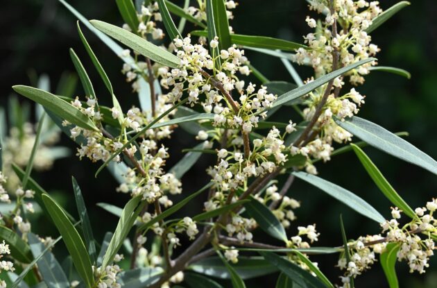 PHILLYREA ANGUSTIFOLIA P3 BIO