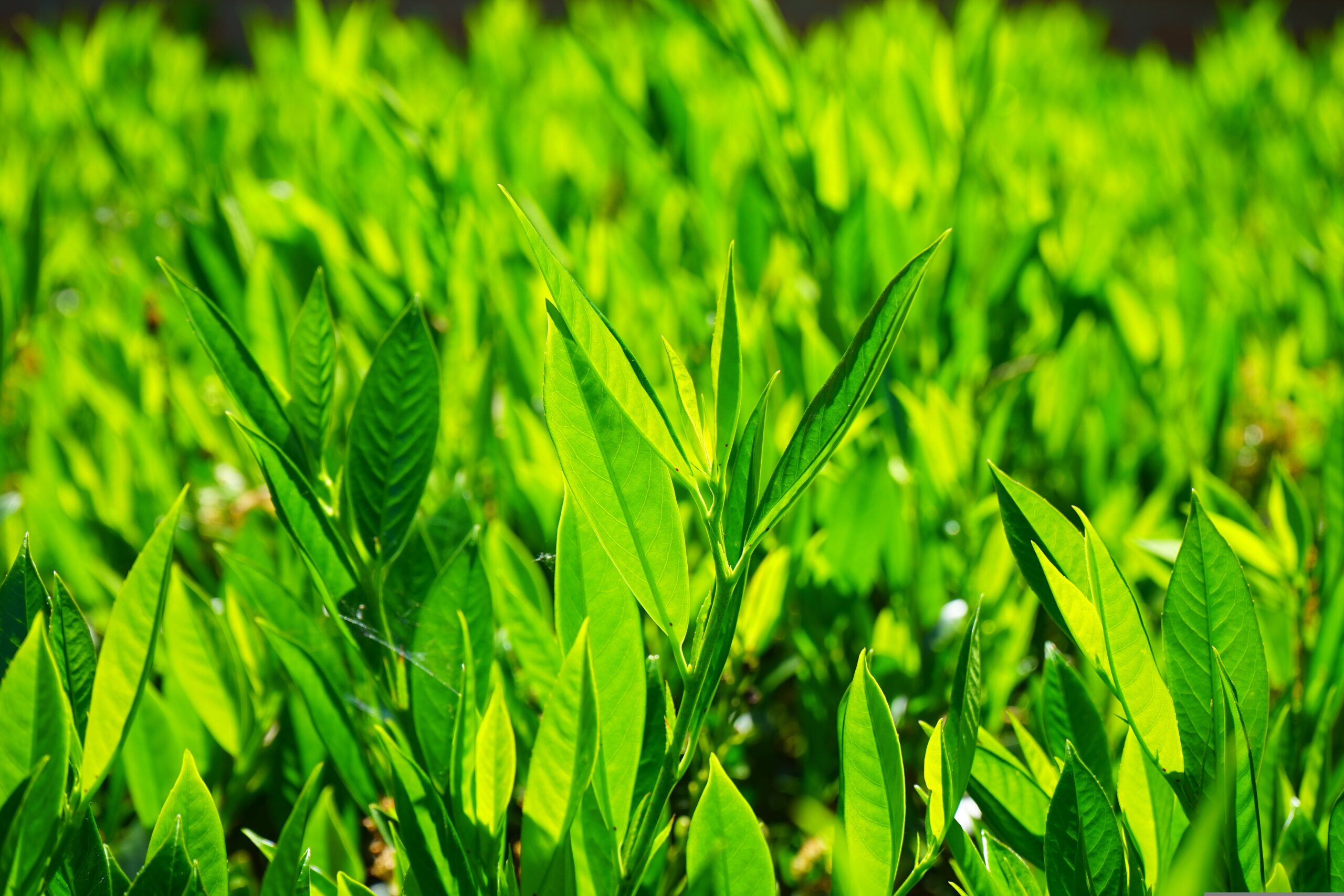 PRUNUS LAUROCERASUS BONAPARTE FLIPPI01 P3 BIO