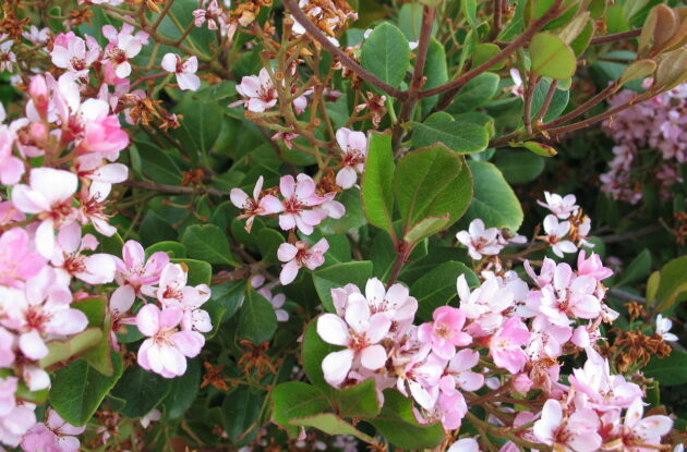 RAPHIOLEPSIS INDICA SPRINGTIME P3 BIO