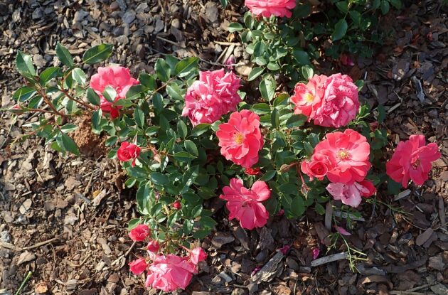 ROSA SANS CONTRAINTES HYBRIDE SWEET KNIRPS P3 BIO