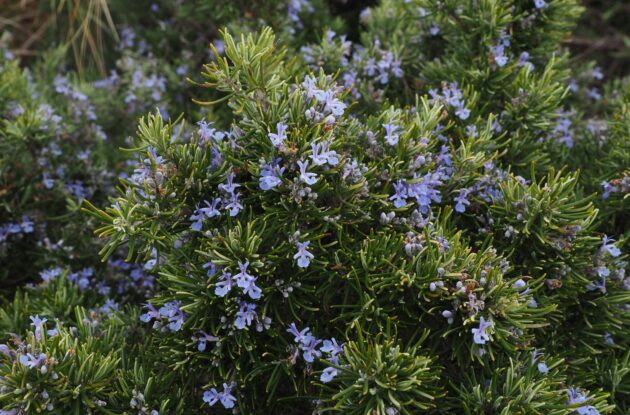 ROSMARINUS CORSICA BLUE P1 BIO