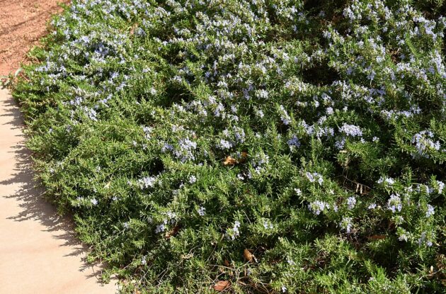 ROSMARINUS PROSTRATUS P1 BIO