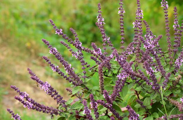 SALVIA CHAMAEDROIDES MICROPHYLLA VIOLETTE P1 BIO