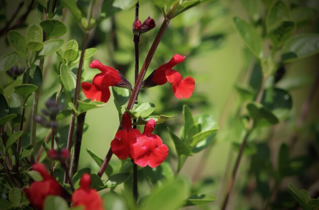SALVIA MICROPHYLLA GRAHAMI P1 BIO