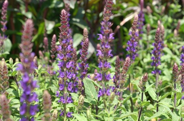 SALVIA NEMOROSA CARADONNA P1 BIO