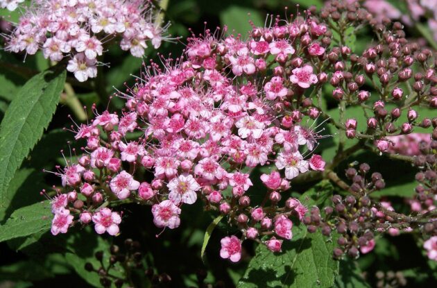 SPIRAEA LITTLE PRINCESS P3 BIO