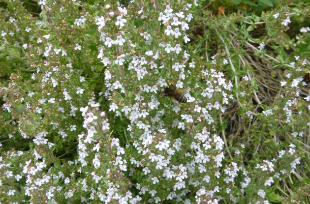 THYMUS VULGARIS COMPACTUS P1 BIO