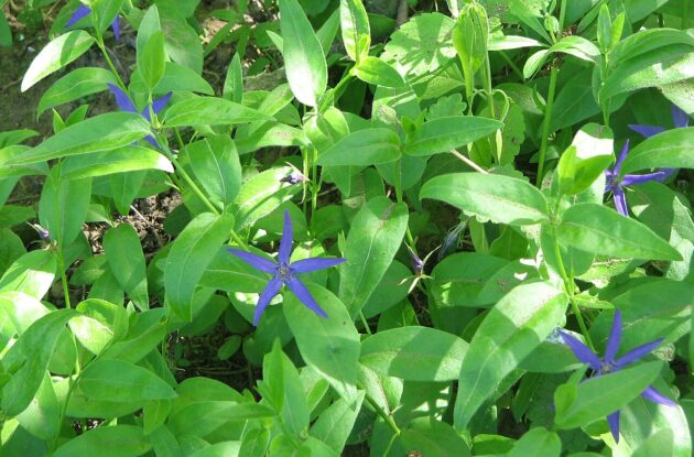 VINCA ACUTILOBA P1 BIO