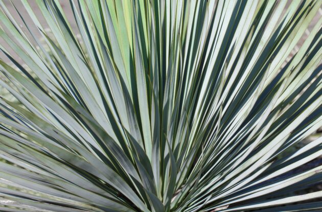 YUCCA FILAMENTOSA X ROSTRATA FRENCH FLAG P3 BIO